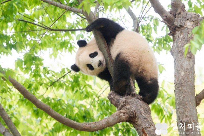 에버랜드 아기판다 첫 생일! '해피 판다 위크' 진행