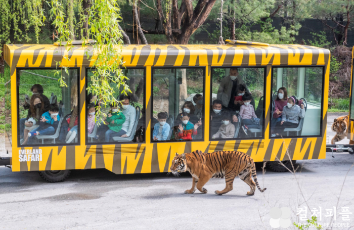 더 넓고 가까워진 생생한 맹수 탐험! 에버랜드, '사파리월드 와일드 트램' 14일 오픈