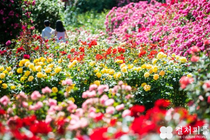 720종 300만 송이 장미와 함께...에버랜드 로즈가든으로 '당일치기 파리 여행'