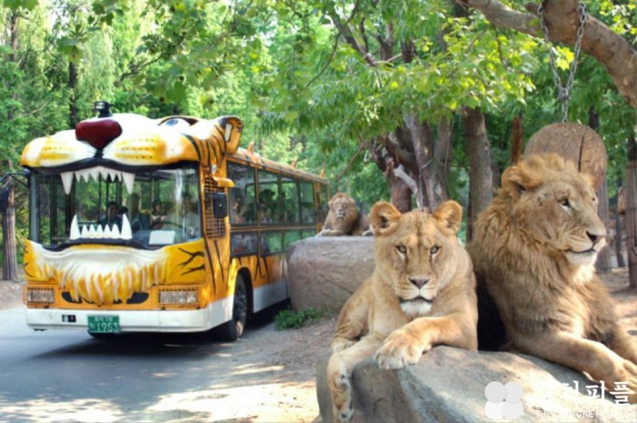 에버랜드 "45년 추억 안고, 굿바이 사파리 버스"...올 봄 마지막 운행 후 은퇴