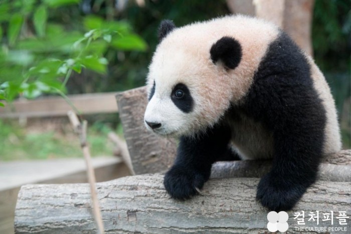 "푸바오 팬, 랜선으로 집합!" 에버랜드, '아기판다 푸바오' 덕질 콘테스트 개최
