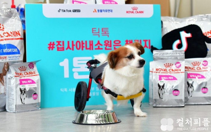 틱톡, #집사야내소원은' 챌린지...모인 사료 1톤 동물자유연대에 기부