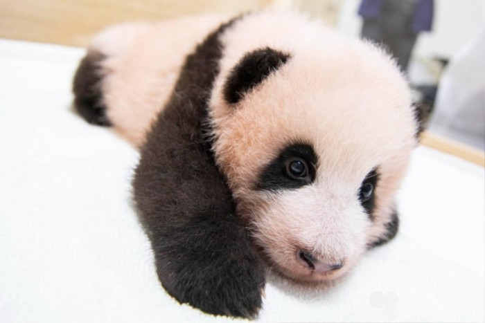 에버랜드의 아기판다, 100일 기념 생일선물로 이름 '푸바오' 받아