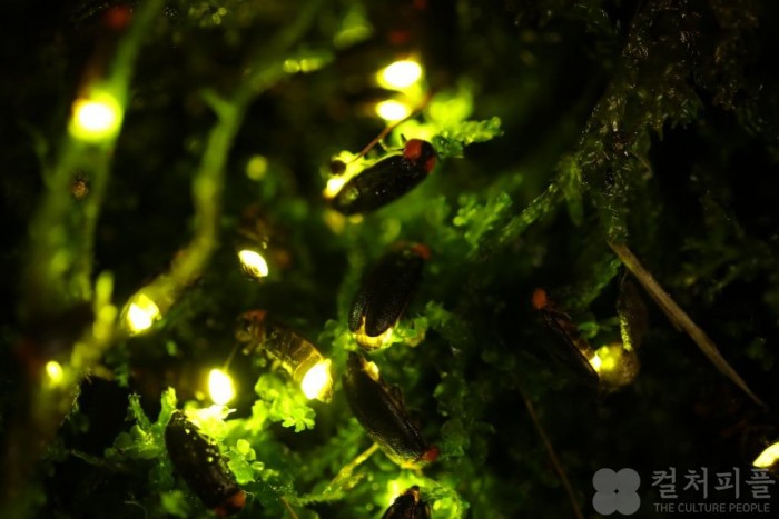 에버랜드, 8월말까지 '한여름 밤의 반딧불이' 특별 체험한다...밤에는 레이저 불빛 공원도
