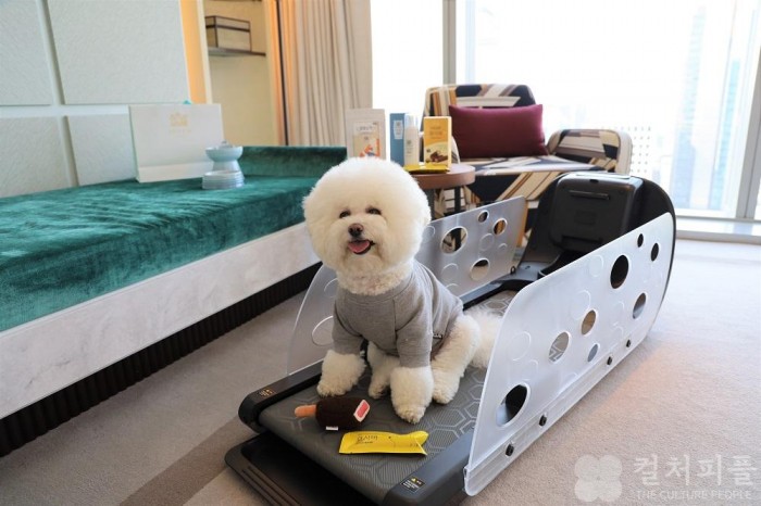 반려견과 함께하는 도심 호캉스! 조선 팰리스, ‘나이트 아웃 위드 마이 펫’ 시즌3 출시