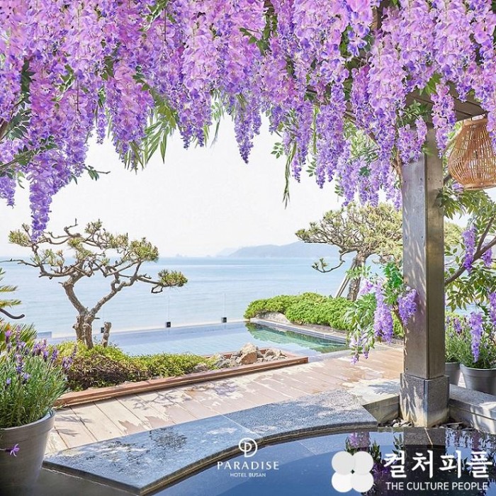 해운대 오션뷰와 보랏빛 향기가 선사하는 색다른 휴식...파라다이스호텔 부산, ‘라벤더 힐링