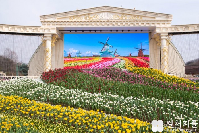 130만 송이 형형색색 튤립 만개한 에버랜드에 방문한 네덜란드 손님은 누구?